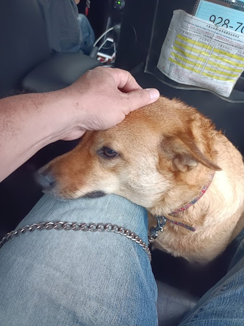 東勢動物醫院