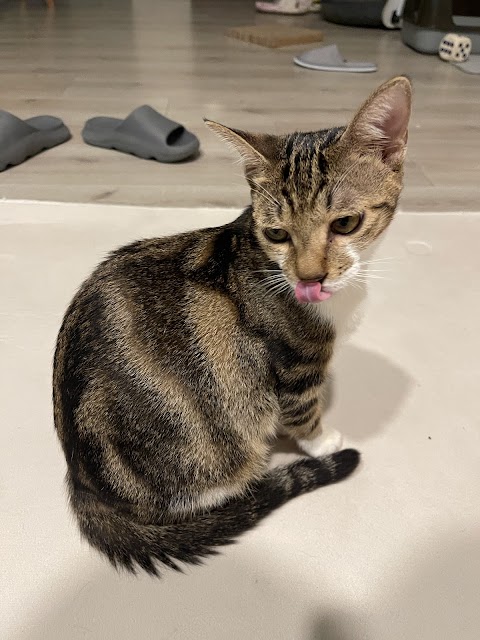 博仁動物醫院