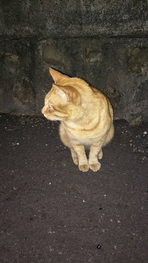 富隆動物醫院