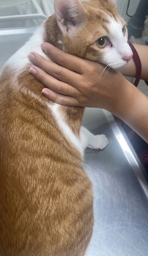 大曜動物醫院