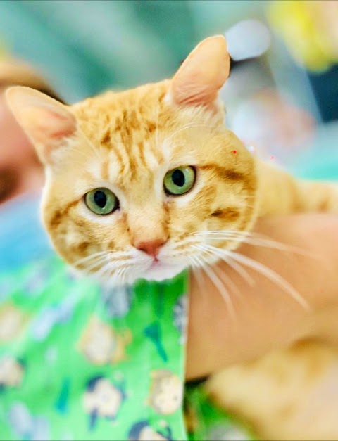 台大蓮心動物醫院