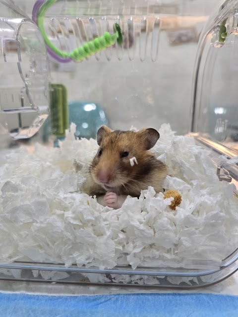 窩窩兔動物醫院
