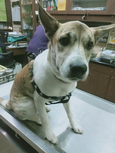 黃文志動物醫院
