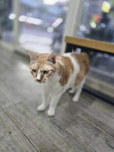 守護動物醫院