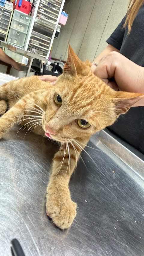 祥泰動物醫院