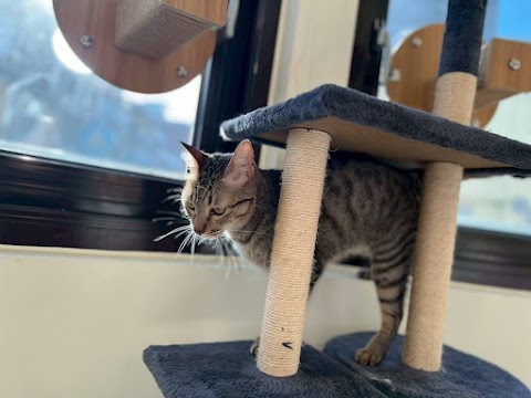 理想貓旅-竹南苗栗館超大活動空間。接送。寵物猫住宿。鼠兔寄養