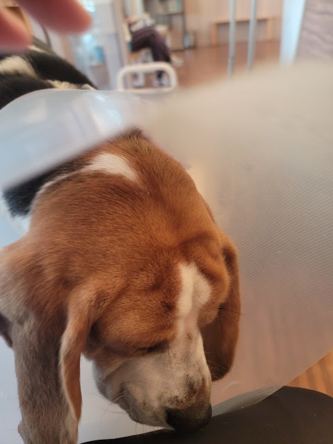 樂晨伴侶動物醫院
