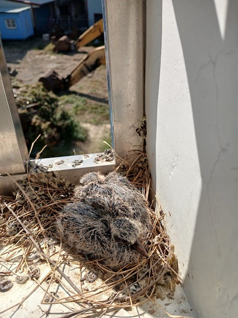 志寶動物醫院
