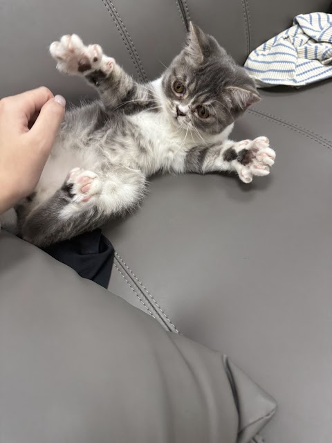 可樂貓舍