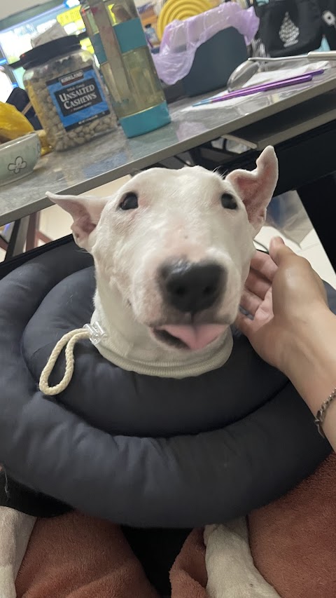 愛心動物醫院