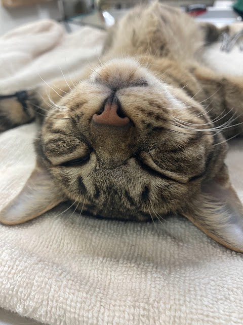 珍珠動物醫院