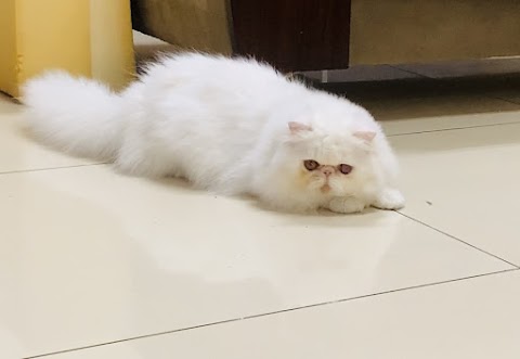 艾莉絲貓舍