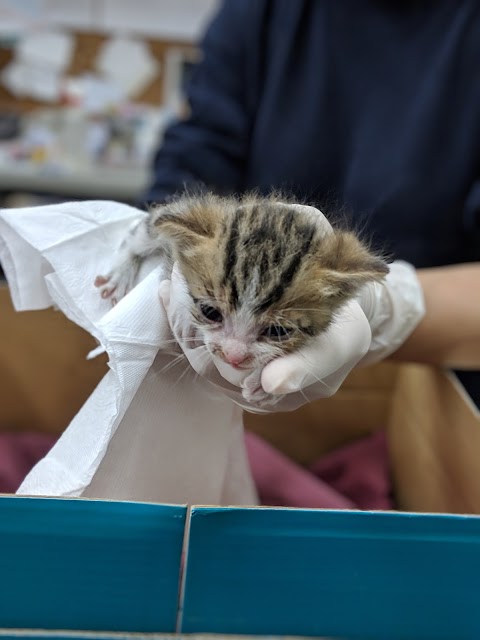 陳獸醫