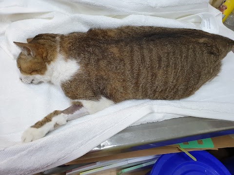加恩動物醫院