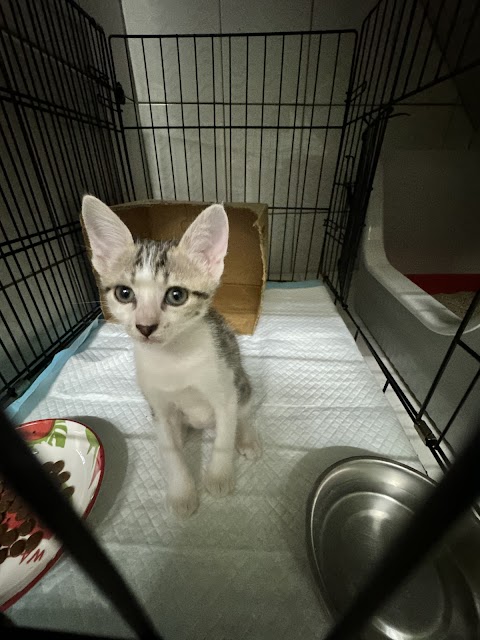 長明動物醫院