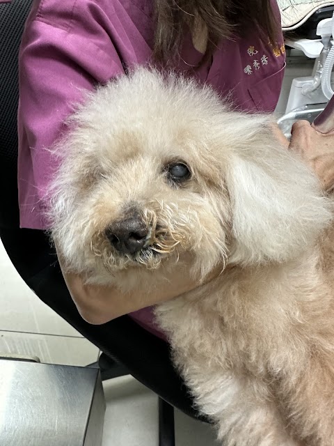 聖愛動物醫院